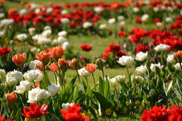A beautiful tulip landscape with magnificent colors