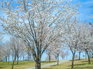 Fototapeta premium 中札内の桜