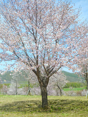 中札内の桜