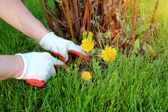 A man  is pulling  dandelion, weeds out from the grass loan.