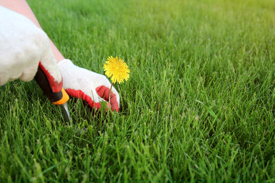 A man  is pulling  dandelion, weeds out from the grass loan.
