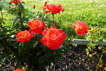 colorful beautiful rose flower blooming in garden in spring