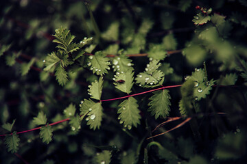 Close-up of a fly resting on leaves recently wet by the rain