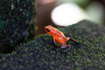 blue jeans frog in natural environment © Cavan