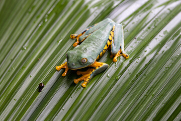 multicolored fog over leaf in natural environment © Cavan