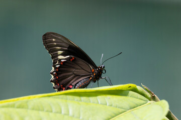 black and red buterfly in natural environment © Cavan