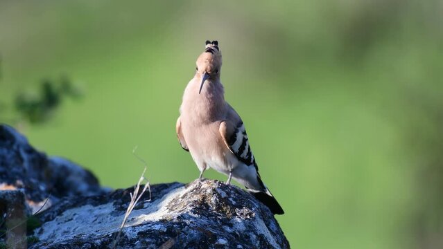 Beautiful hoopoe, Eurasian hoopoe Upupa epops. Singing bird in the wild.
