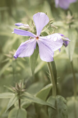 Purple flower with rain drops in woods