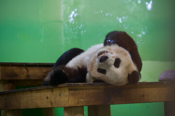 Closeup of the giant panda, Ailuropoda melanoleuca resting on the wooden table.