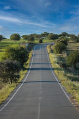 Countryside road surrounded by cork trees