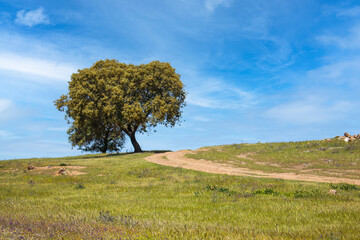 Obraz na płótnie Canvas Cork oak alone in a field