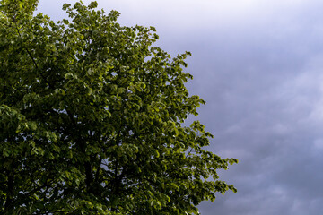 green leaves against sky