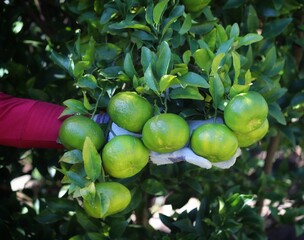 Picking the seasonal fruits from the trees in the garden.