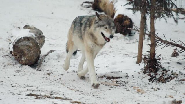 Arctic Wolves Running and Playing Together