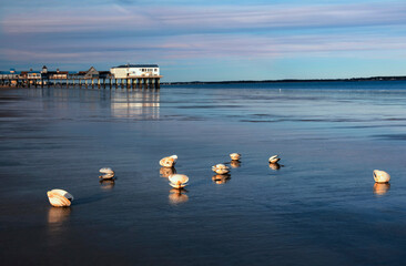 Seashells on the beach at low tide and a view of the old wooden pier. USA. Maine. Portland.
