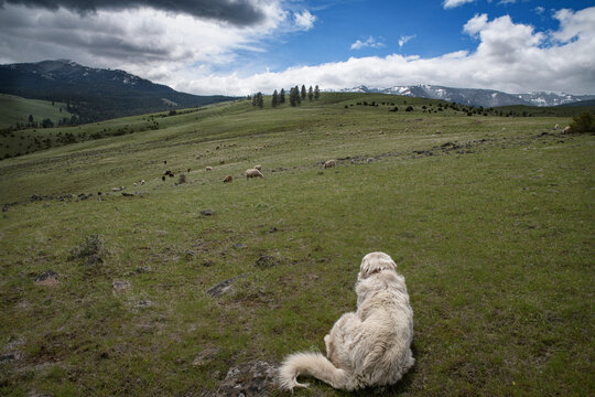 Sheepdog watching her sheep