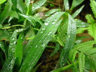Morning shower