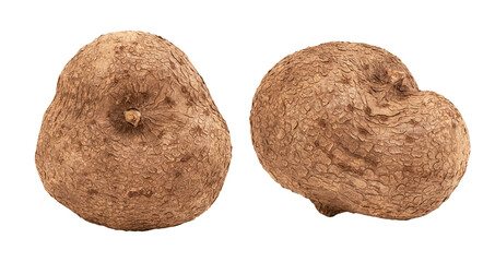 Pueraria mirifica isolated on white background with clipping path.