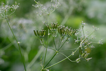 refreshing photo of raindrops on field wild flowers