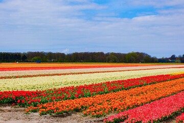 field of tulips