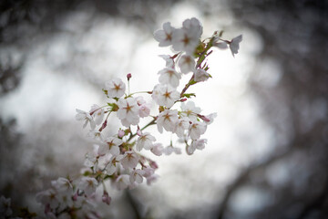 Cherry blossoms 