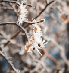 snow covered branches