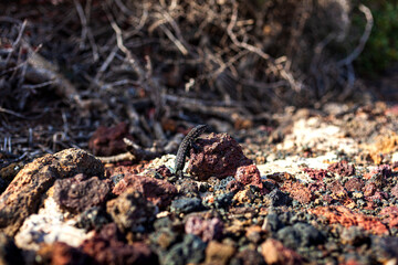 Close up of the filfola lizard or Maltese wall lizard
