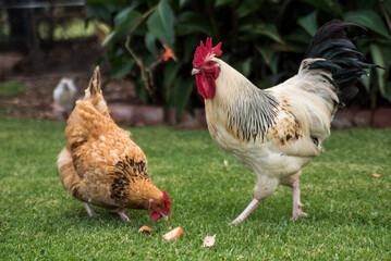rooster and hen