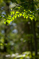 Lindenblätter im Gegenlicht, Frühjahr; darunter Freiraum mit unscharfem Hintergrund | branches of linden leaves with blurred background under