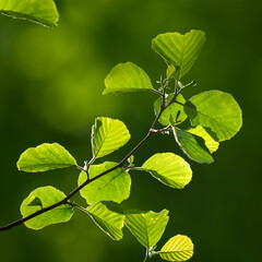 frisches Erlenlaub, Schwarz-Erle im Frühjahr | Alnus glutinosa | common / European Alder leaves
