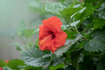 Close-up of thai hibiscus red flowers on hibiscus plant in summer in the field with blur background...