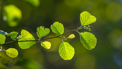 frisches Erlenlaub, Schwarz-Erle im Frühjahr | Alnus glutinosa | common / European Alder leaves