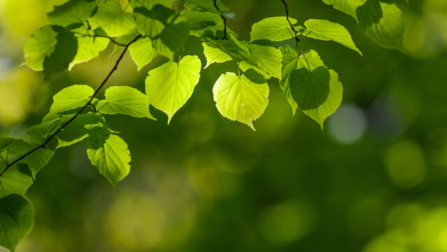 Fr&uuml;hling: Lindenbl&auml;tter mit unscharfem Hintergrund | linden leaves with blurred background