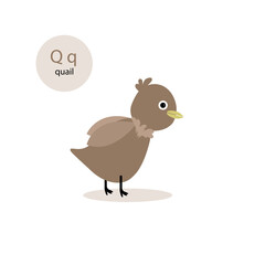 small quail on a white background.vector illustration