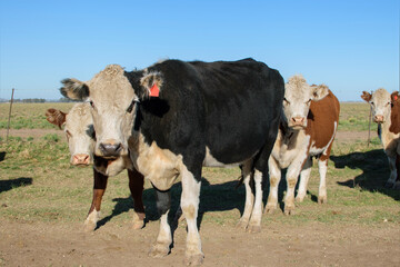 group of Hereford breed cows looking at the camera, one of a different color (black and white)...