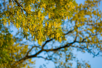 Blühende Eichen im Frühjahr | Quercus spec. | flowering oak branches