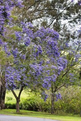 Fototapeta premium Beautiful blue flowering jacaranda tree in spring.