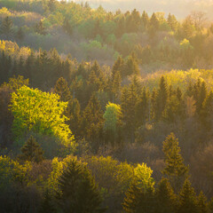 Frühlingswald im Gegenlicht der untergehenden Sonne | spring forest