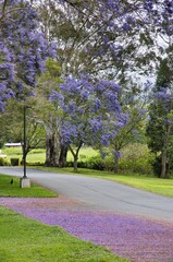 Bright blue flowering jacaranda tree during its spring bloom.