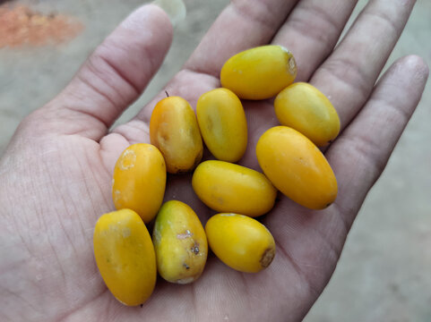 View of Manilkara Hexandra yellow fruits in the palm of someone's hand