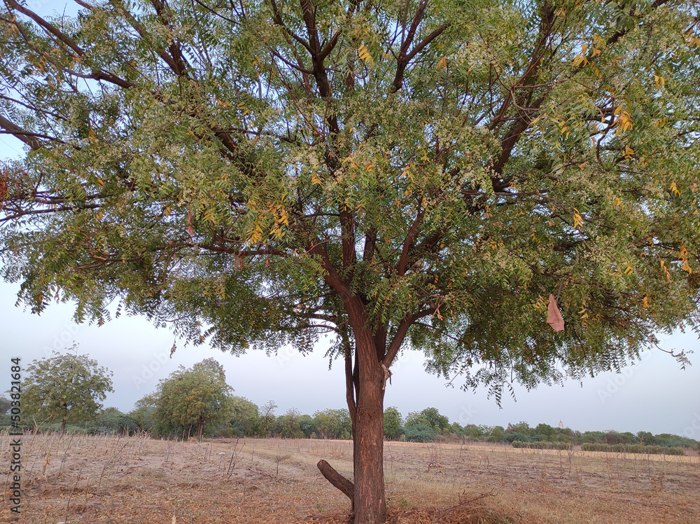 Poster view of a neem tree in its full bloom growing outside in a plain area with spread branches