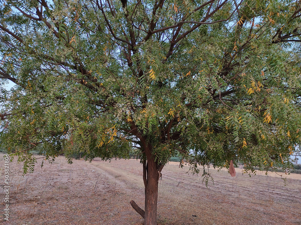 Poster view of a neem tree in its full bloom growing outside in a plain area with spread branches