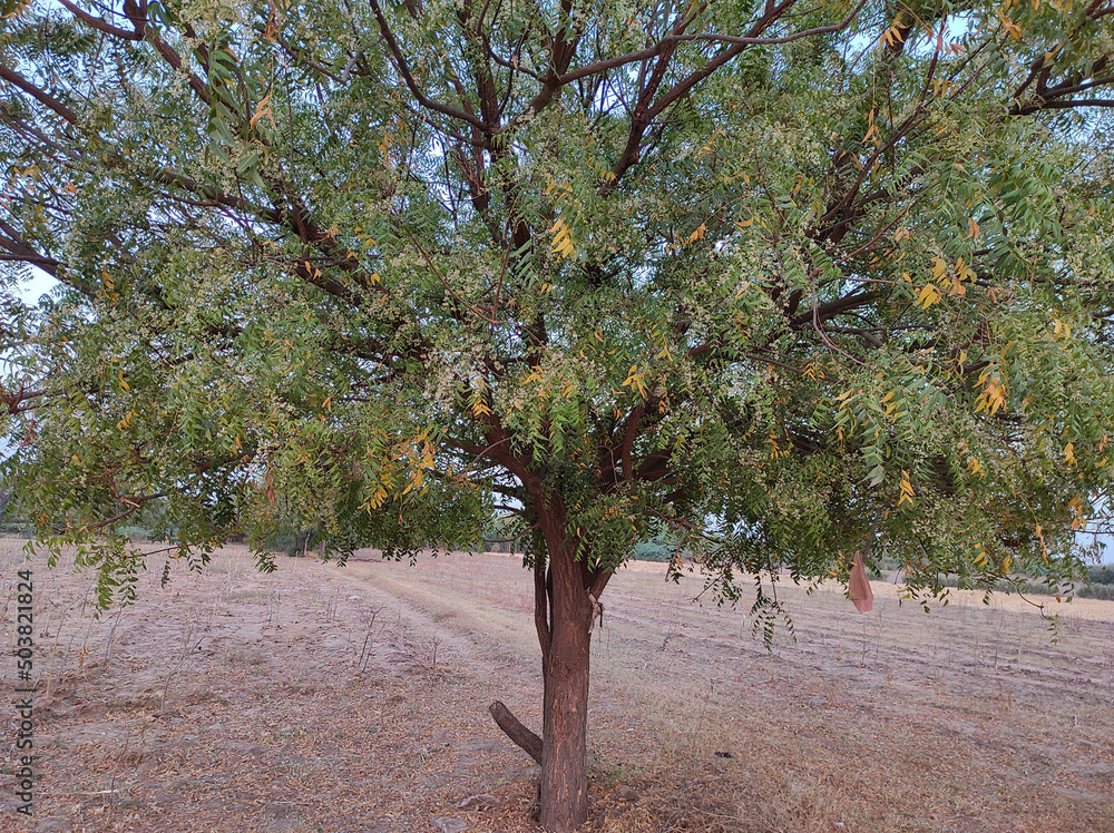 Aufkleber view of a neem tree in its full bloom growing outside in a plain area with spread branches