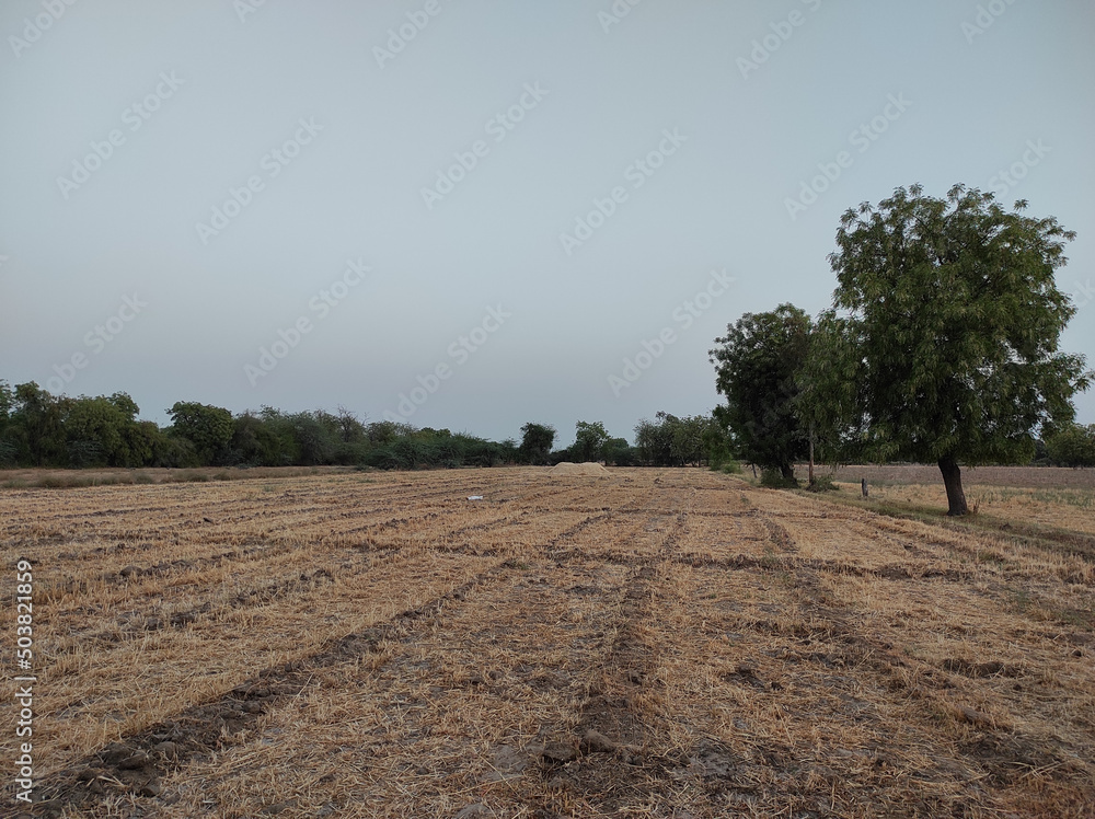 Poster view of a neem trees growing outside in a plain area with spread branches