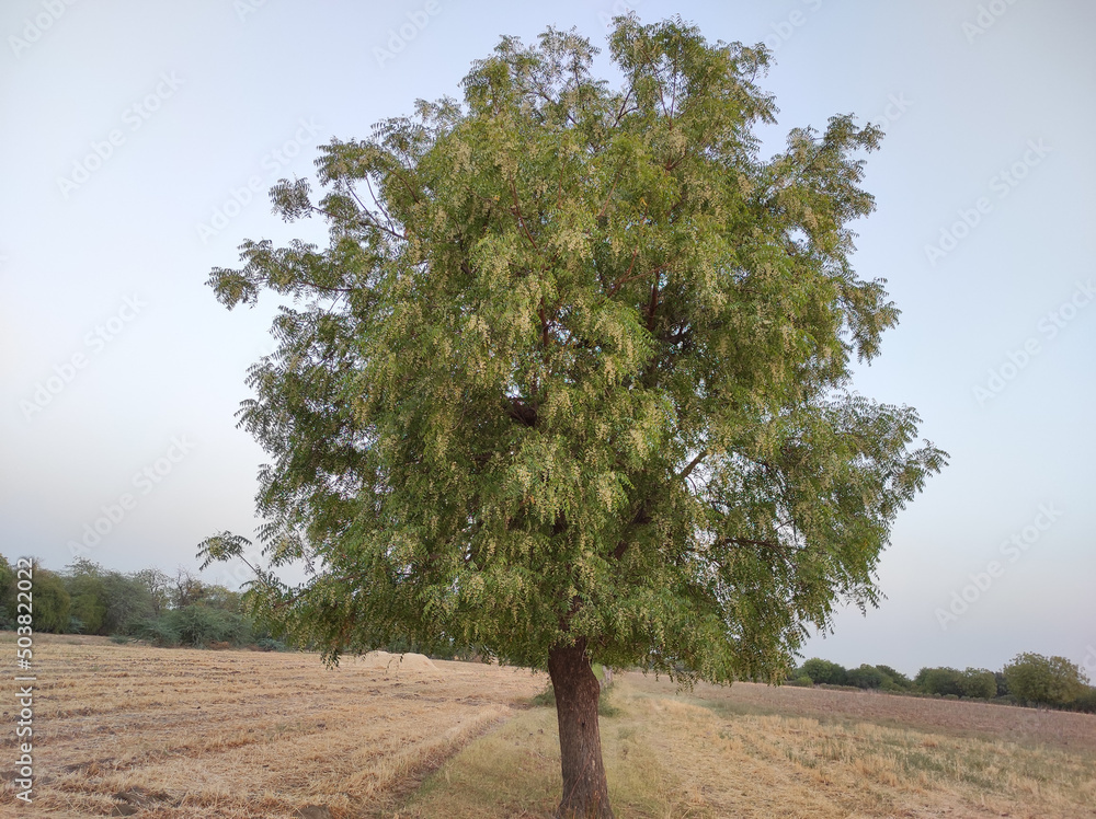 Poster view of a neem tree in its full bloom growing outside in a plain area with spread branches