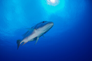 The underside of a mutton snapper. The camera faces up towards the surface of the sea where the sun is visible. Deep blue water in the Caribbean surrounds the fish