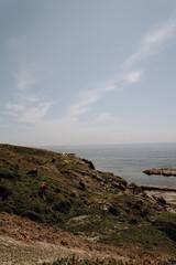 Group of cows grazing on a grassy hill near the seashore in Tarifa, Spain