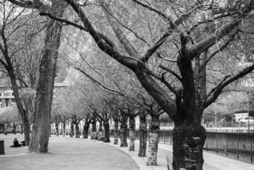 black and white landscape all snowy, in winter, trees and park, landscape concept
