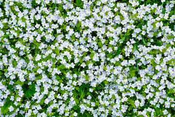 Obraz na płótnie Canvas Spring flowers and fresh green grass. Plants as a background. Small whole flowers. Nature and plants.
