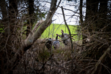 The flock of wild turkey (Meleagris gallopavo) on the edge of the field.